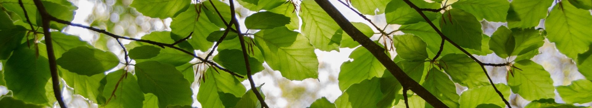 green tree leaves on branches w sun shining through