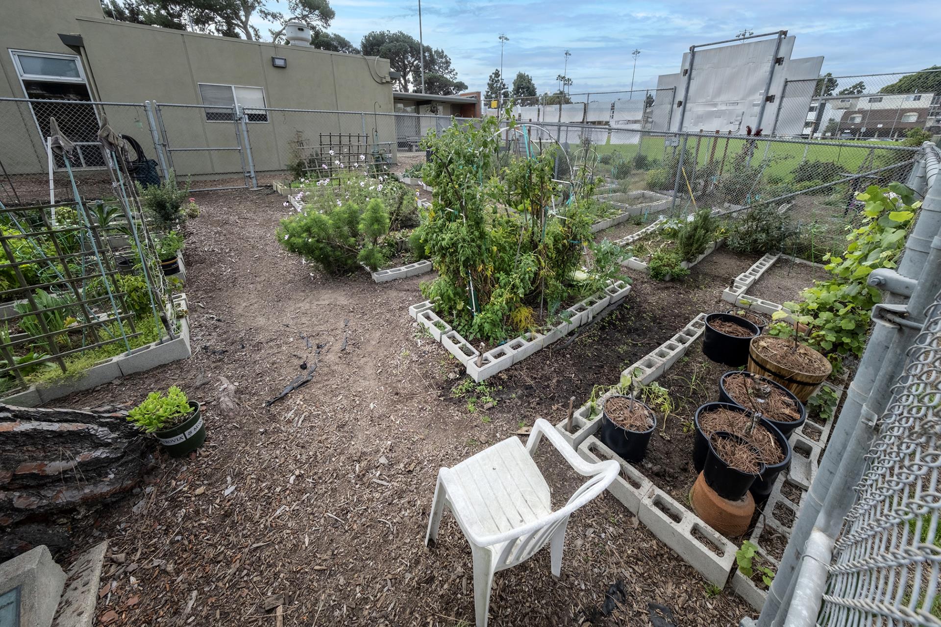 Green garden growing in plots with white chair